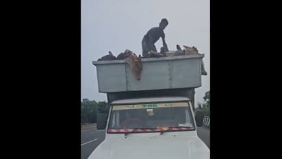 Hindu activist bravely confronts men transporting cows packed in truck, video goes viral (WATCH)