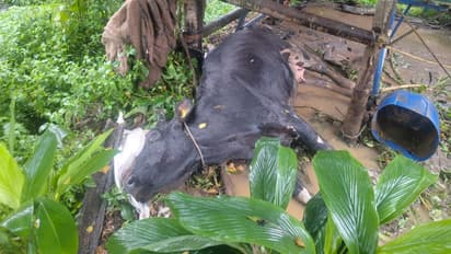 ഒരു വർഷത്തിനിടെ നാലാം തവണ; വയനാട്ടിൽ 20 ലിറ്റർ കറവയുള്ള പശുവിനെ കടുവ ആക്രമിച്ചു കൊന്നു; കുടുംബം ദുരിതത്തിൽ