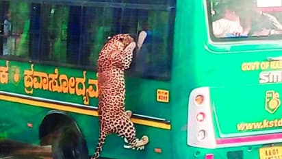 Wild leap! Leopard climbs Safari bus at Bengaluru’s Bannerghatta Biological park; Video surfaces (WATCH)