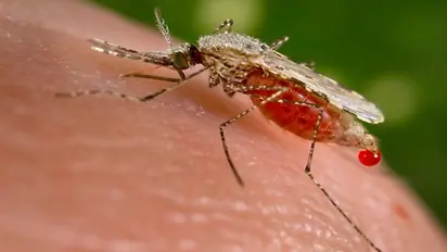 WARNING! Malaria-carrying mosquitoes in Tanzania mutate to resist insecticide, sparks concerns