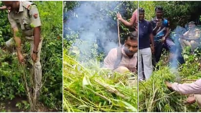 9 തടങ്ങളിൽ 71 ചെടികൾ, വെട്ടിയൊതുക്കി കൂട്ടിയിട്ട് തീ കൊടുത്തു; ഭൂതയാ൪ മലയിടുക്കിലെ കഞ്ചാവുതോട്ടം നശിപ്പിച്ചു