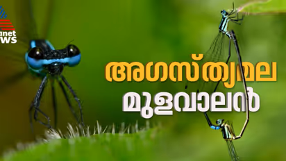 മഞ്ചാടിനിന്നവിള ഗ്രാമത്തിലെ അരുവികളില് നിന്നും അപൂർവ്വ ഇനം തുമ്പിയെ കണ്ടെത്തി