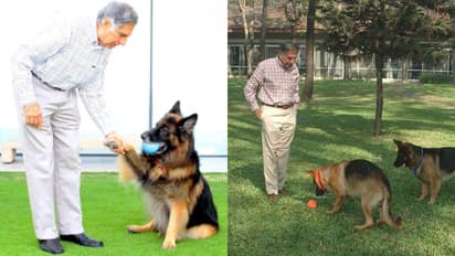 Ratan Tata's enduring love for Dogs: A symbol of his humanitarian spirit