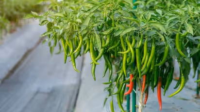 Is Growing a Green Chilli Plant Indoors Unlucky for Your Home Environment?