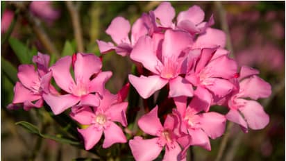 കാണാൻ മനോഹരം, ഇലയും പൂവും ഉൾപ്പെടെ അടിമുടി വിഷം; അരളി ചെടി വളർത്തുന്നതിനും വിൽക്കുന്നതിനും യുഎഇയിൽ നിരോധനം