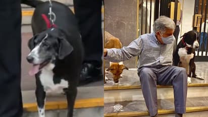 Heartwarming! Ratan Tata’s beloved dog 'Goa' pays final respects at his funeral (WATCH)