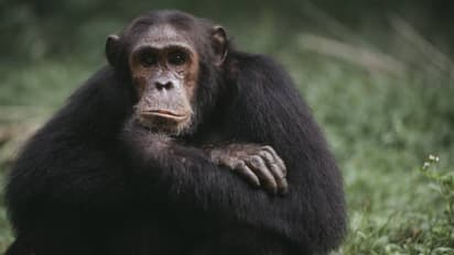 ഗതികേടുകൊണ്ടോ? മൃഗശാലയിലെ ചിമ്പാൻസിയുടെ ഭക്ഷണം മോഷ്ടിച്ചു വിറ്റു, ജീവനക്കാരൻ പിടിയിൽ 