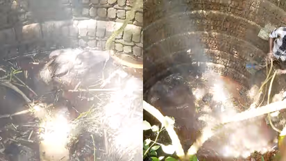 പാലക്കാട് കാട്ടുപന്നികള് കൂട്ടത്തോടെ കിണറ്റിൽ വീണു; കയറിൽ കുരുക്കിട്ട് വെടിവെച്ച് കൊന്നു