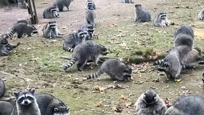 വീടുവിട്ടോടി സ്ത്രീ, വീടിന് ചുറ്റും പത്തുനൂറു റാക്കൂണുകൾ, പുറത്തിറങ്ങിയാൽ അപ്പോൾ പൊതിയും