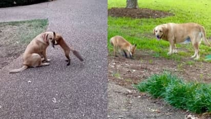 ഇങ്ങനെയൊരു രം​ഗം ഇതുവരെ കണ്ടുകാണില്ല; എല്ലാ ദിവസവും കുഞ്ഞിക്കുറുക്കൻ കാടിറങ്ങും, നായക്കൂട്ടുകാരെ കാണാൻ