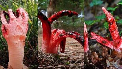 ചോരയൊലിക്കുന്ന 'ചെകുത്താൻ കൈവിരൽ' അഴുകിയ ജഡത്തിന്‍റെ ഗന്ധം, കണ്ടാൽ ഭയപ്പെടരുത്; അപൂർവ്വമെന്ന് മുന്നറിയിപ്പ്