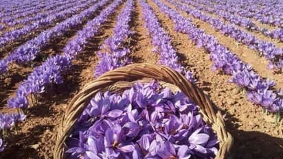 'പൊന്നും വില', വൻ സാമ്പത്തിക ലാഭം; ഉൽപ്പാദനം ഇരട്ടിയാക്കാൻ പുതിയ നീക്കം; ഇനി വരുന്നത് കുങ്കുമപ്പൂവിന്റെ കാലം