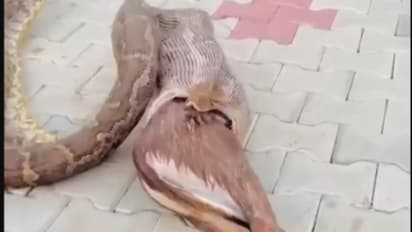 ഇവരുടെ കാര്യം നാട്ടിലാണോ തീരുമാനിക്കുന്നത്? പെരുമ്പാമ്പ് വിഴുങ്ങിയ നീലക്കാള, വീഡിയോ കണ്ട് കോപിച്ച് നെറ്റിസൺസ്