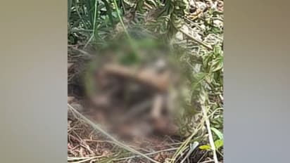 പാലക്കാട്ട് കാട് വെട്ടുന്നതിനിടെ മരച്ചുവട്ടിൽ മനുഷ്യന്റെ അസ്ഥികൂടം; ദുരൂഹത നീക്കാൻ പൊലീസ്