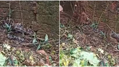 അലനെല്ലൂരിലെ ഗ്യാലക്സി സ്കൂൾ വളപ്പിൽ മതിലിനോട് ചേര്ന്ന് കണ്ടത് മലമ്പാമ്പിനെ; വനം വകുപ്പ് എത്തി പിടികൂടി