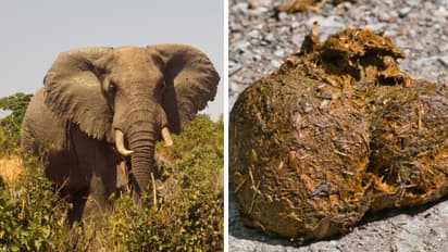 ದಸರಾದಲ್ಲಿ ಆನೆ ಸಗಣಿ ತುಳಿದ ಜನ, ಏನಿದರ ಲಾಭ?