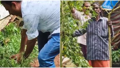 വീട്ടിൽ പോറ്റി വളർത്തി വിളവെടുത്ത് ഉണക്കിയെടുത്ത് കച്ചവടം; കയ്യോടെ പൊക്കി, 2 കഞ്ചാവ് ചെടികളും കണ്ടെത്തി