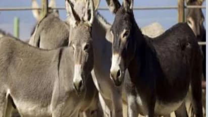 demand for donkey skin