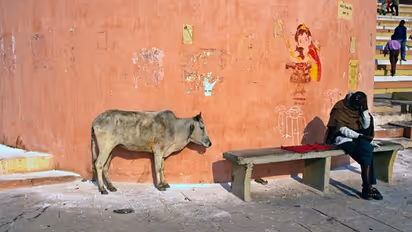 UP SHOCKER! Pregnant cow dies after man inserts bamboo stick into her private parts; incident sparks outrage