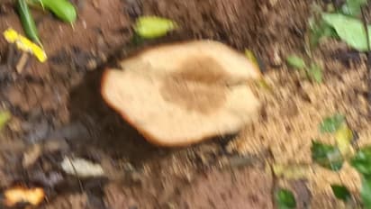 ಕಳ್ಳರಿಗೆ ವರದಾನವಾದ ಬೆಂಗ್ಳೂರು ಮಳೆ:  ಪಾರ್ಕ್‌ನಲ್ಲಿದ್ದ ಶ್ರೀಗಂಧದ ಮರಗಳನ್ನ ರಾತ್ರೋ ರಾತ್ರಿ ಕದ್ದ ಖದೀಮರು!