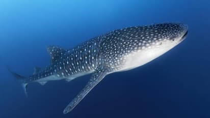 ഒടുവിൽ ആ കള്ളി വെളിച്ചത്ത്, ചൈനീസ് അക്വേറിയത്തിലെ തിമിംഗല സ്രാവ് റോബോട്ട്, രോഷം പുകയുന്നു