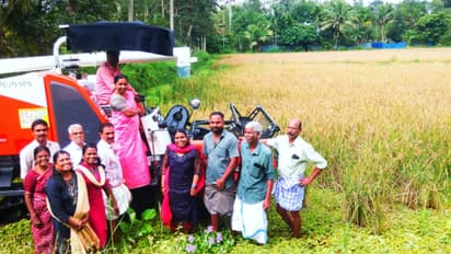 കനത്ത കാലവർഷത്തെ അതിജീവിച്ച് കൃഷിയിറക്കി; അഞ്ചേക്കറിൽ നൂറുമേനി കൊയ്ത് ദമ്പതികൾ