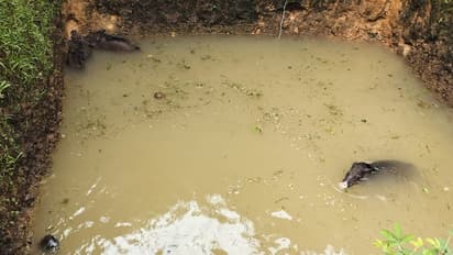 ಹೊನ್ನಾವರ: ಕೃಷಿ ಹೊಂಡದಲ್ಲಿ ಬಿದ್ದಿದ್ದ ನಾಲ್ಕು ಕಾಡುಹಂದಿ ಮರಿಗಳ ರಕ್ಷಣೆ 