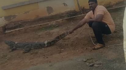 ವಿಜಯಪುರ: ಶಾಲೆ ಬಳಿ ಮೊಸಳೆ ಪ್ರತ್ಯಕ್ಷ, ಹೌಹಾರಿದ ಜನತೆ!