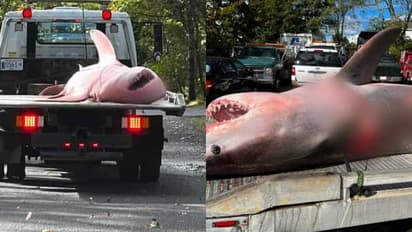 വായിൽ നിന്ന് രക്തം വരുന്ന നിലയിൽ തീരത്തേക്ക് എത്തിയത് പൂർണവളർച്ചയെത്തിയ മാംസാഹാരി, ഭയന്ന് ആളുകൾ