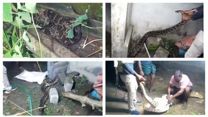 നാടൊന്നു കാണാമെന്ന് കരുതി ഇറങ്ങിയതാണ്, പെട്ടുപോയി! ഒടുവിൽ രക്ഷ; മതിലരികില്‍ കുടുങ്ങിയ മലമ്പാമ്പിനെ പിടികൂടി