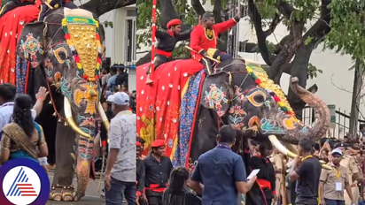 मैसूर दशहरा के स्टार भीमा: एक अनाथ हाथी की फिल्म जैसी है कहानी