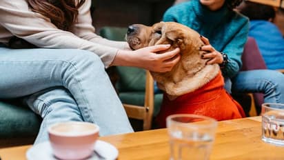  ಪ್ರಾಣಿ ಪ್ರಿಯರು ನೀವಾಗಿದ್ರೆ ಹಣಗಳಿಸಲು ಸುವರ್ಣಾವಕಾಶ