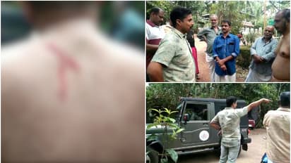 ആനയോ പുലിയോ അല്ല, ഒരാഴ്ച്ചയായി നാട്ടുകാർക്ക് തലവേദന മലയണ്ണാൻ; മലയണ്ണാന്റെ ആക്രമണത്തിൽ യുവാവിന് പരിക്ക്