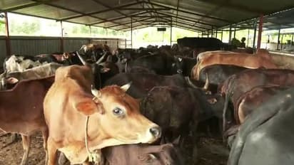 കർണാടകയിൽ പശുക്കളെ ആക്രമിച്ച് അകിട് അറുത്തുമാറ്റിയ നിലയിൽ, പ്രതിഷേധവുമായി ബിജെപി