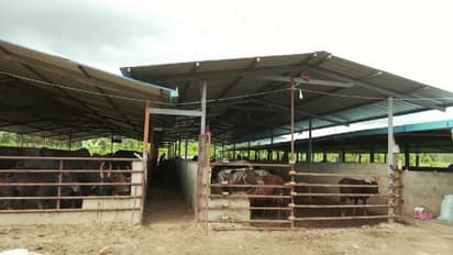 ಚಿಕ್ಕಮಗಳೂರು: ಗೋಶಾಲೆಗಳಿಗೆ ಕಾಂಗ್ರೆಸ್ ಸರ್ಕಾರದಿಂದ ಬಾರದ ಅನುದಾನ!