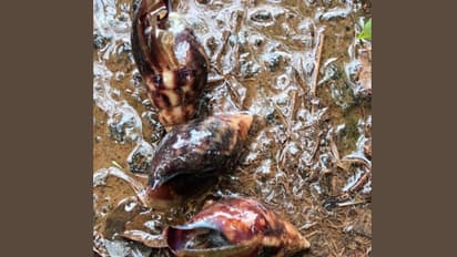 സന്ധ്യയായാൽ കൂട്ടമായി ഇറങ്ങും, മാരകരോഗ വാഹകർ, റബര് പാല് പോലും തിന്നുതീർക്കും; വീണ്ടും ആഫ്രിക്കൻ ഒച്ചുകൾ