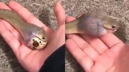 വിശ്വസിക്കാനാവുന്നില്ല; നെറ്റിസൺസിനെ കൗതുകം കൊള്ളിച്ച് മുട്ട വിഴുങ്ങുന്ന കുഞ്ഞൻപാമ്പിന്റെ വീഡിയോ