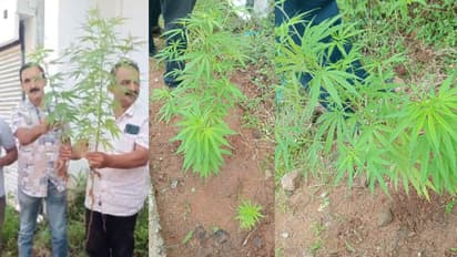 കൊല്ലത്ത് പുള്ളിമാൻ ജംഗ്ഷനിൽ 3 കഞ്ചാവ് ചെടികൾ, വിവരമറിഞ്ഞ് എക്സൈസെത്തി പിഴുതെടുത്തു, അന്വേഷണം