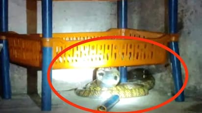 ആറടിയുണ്ടായിട്ടും ആരുടെയും കണ്ണിൽപ്പെടാതെ മൂന്നാം നിലയിൽ, കെട്ടിടത്തിൽ വമ്പനൊരു മൂർഖൻ; പിടികൂടി വനത്തിൽ വിട്ടു