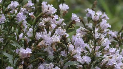 ചതുരംഗപ്പാറയിൽ കുറിഞ്ഞി വസന്തം; പൂവിട്ടത് മലമുകളിൽ