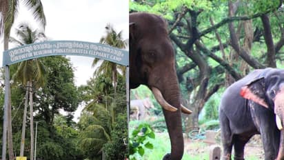 ഗുരുവായൂര് ആനക്കോട്ടയിൽ രണ്ടാം പാപ്പാനെ ആന ആക്രമിച്ചു; കൊമ്പ് കൊണ്ട് തട്ടിയിട്ടു, തൂണിൽ തലയിടിച്ച് പരിക്ക്