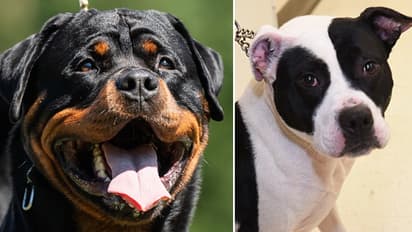 Rottweilers to Pit Bull-7 dog breeds blacklisted by insurance companies
