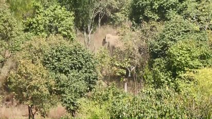 Chikkamagaluru: ಕಾಫಿನಾಡಲ್ಲಿ ಆನೆ ಶಿಬಿರ ಬಹುತೇಕ ಫಿಕ್ಸ್: ಪರಿಸರವಾದಿಗಳ ತೀವ್ರ ವಿರೋಧ