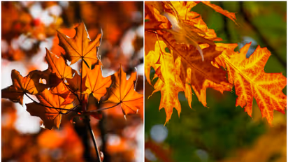 Autumn: Why leaves change colour during Fall? Know here
