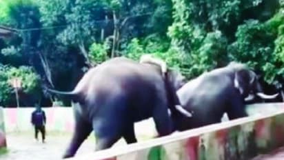 ಹೆಣ್ಣಾನೆ ಕೊರತೆ: ದಸರಾ ಅರಮನೆ ಬಳಿ ಕಾದಾಡಿದ್ದ ದಸರಾ ಆನೆಗಳ ಮಧ್ಯೆ ಭೀಕರ ಕಾದಾಟ!