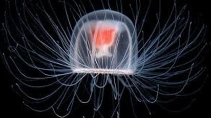 ಹುಟ್ಟಿದ ಮೇಲೆ ಸಾಯಲೇಬೇಕು; ಆದರೆ ಸಮುದ್ರವಾಸಿ ಈ ಜೀವಿ ಎಂದಿಗೂ ಸಾಯುವುದಿಲ್ಲ!