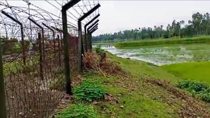 Bangladesh man sneaks into India via jute field, records it; sparks border-security concern (WATCH)