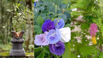 Attract wealth and prosperity with THESE auspicious plants for Dhanteras