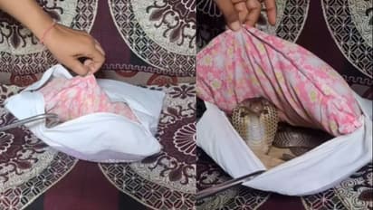 Goosebumps guaranteed! Woman finds cobra hiding inside cushion pillow; WATCH chilling video