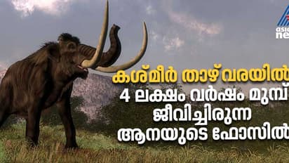 കശ്മീര് താഴ്വാരയിൽ കണ്ടെത്തിയത് നാല് ലക്ഷം പഴക്കമുള്ള ആനയുടെ ഫോസില്; വേട്ടയ്ക്ക് ഉപയോഗിച്ചത് കല്ലായുധം